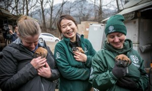 Three Humane Society International volunteers smiling and holding rescued brown puppies close to their chests. They wear green jackets and hats with the organization’s logo. This image highlights the group’s animal rescue mission.